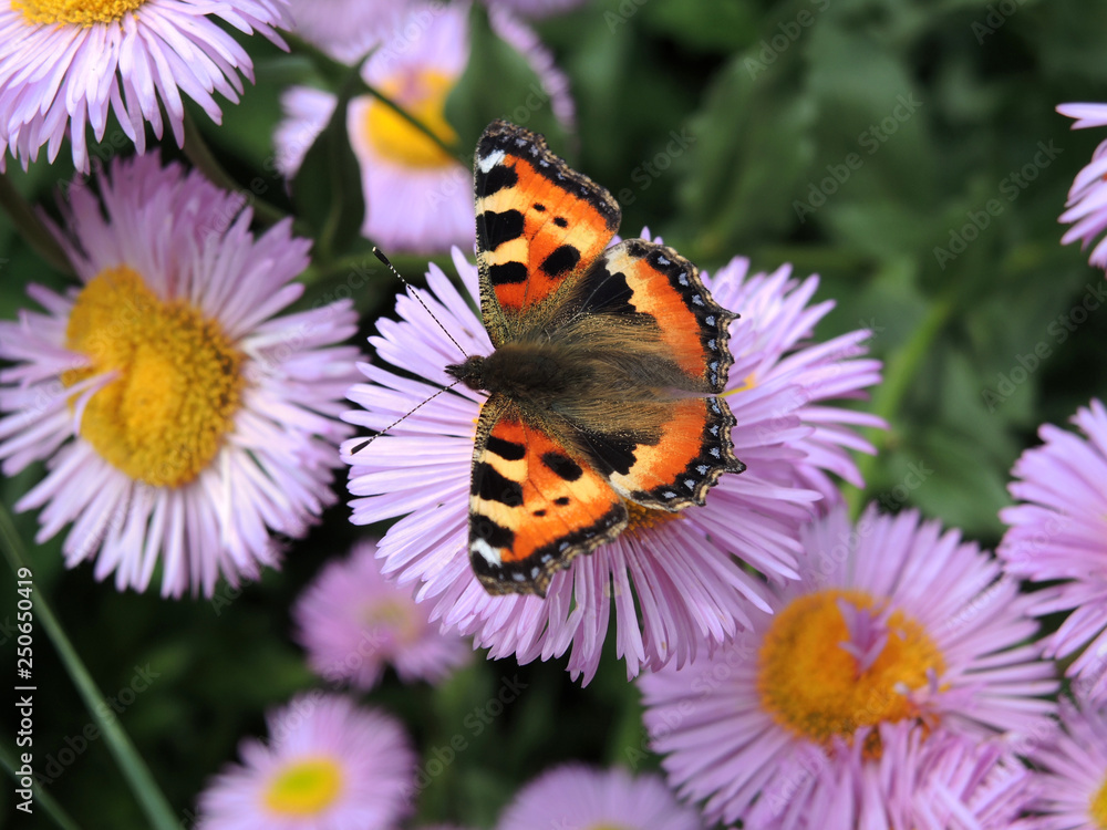 Colourful small tortoiseshell butterfly with speckled wings on liliac and yellow daisy flowers with green grass in the background Colourful small tortoiseshell butterfly with speckled wings on liliac and yellow daisy flowers with green grass in the background