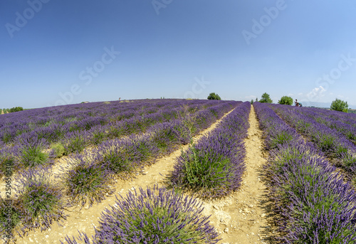 Lavender meadows in summer, Provence, France