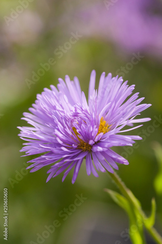 lavender-purple, fall flowers of Tatarian aster (Aster tataricus)