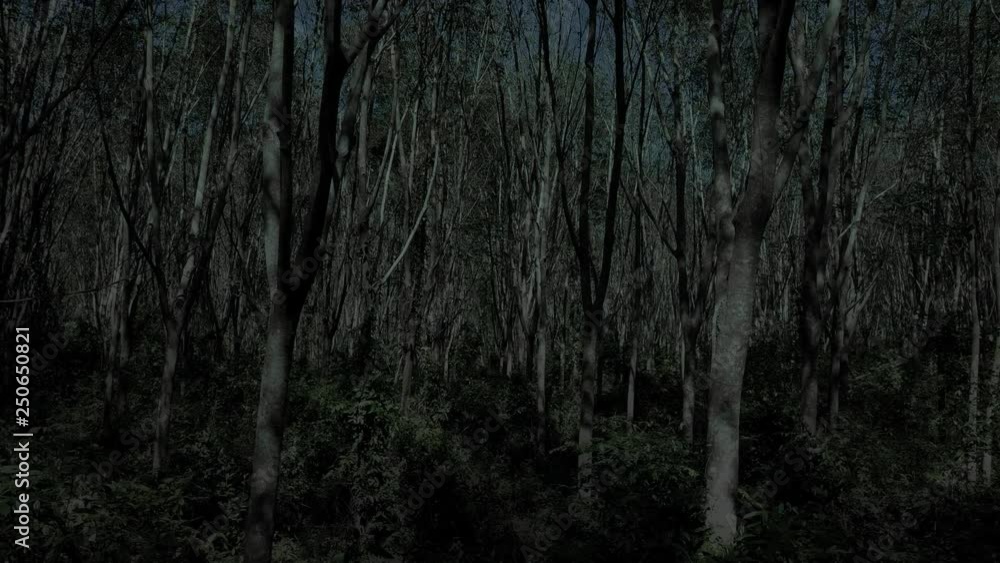Flying Through Tree Forest at Night Flying Through Tree Forest at Night