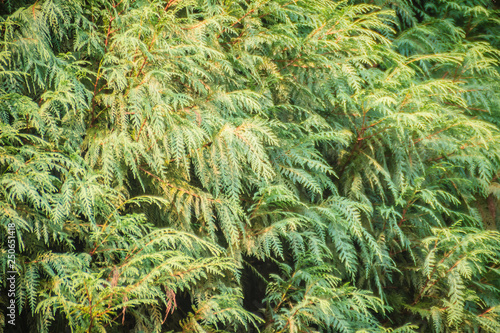 Evergreen Microbiota decussata  Siberian carpet cypress  Russian arbor-vitae  tree background. Microbiota is a monotypic genus of evergreen coniferous shrub in the cypress family Cupressaceae.