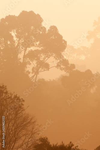 Tropical rainforest in the morning mist. © Tanes