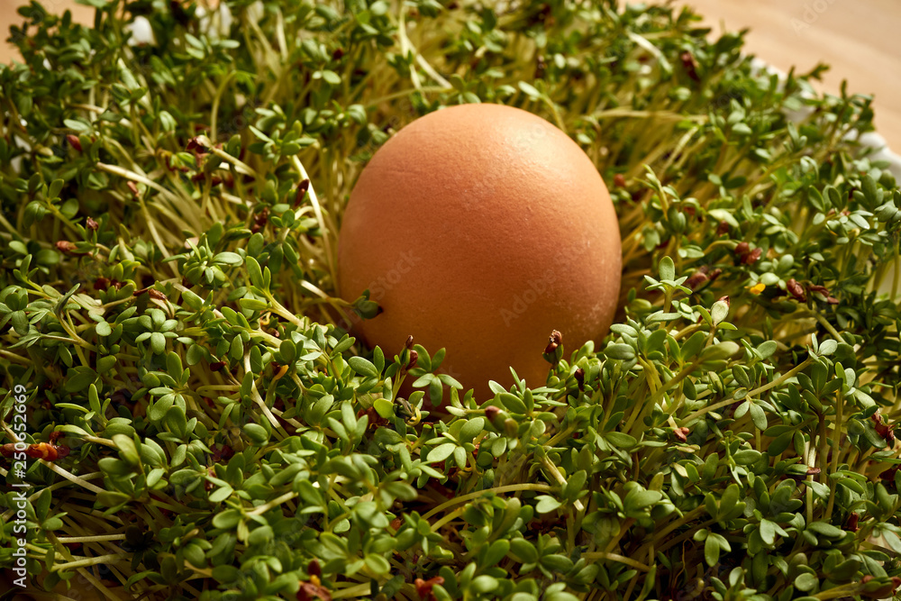 Close up on organic boiled chicken egg on cress sprouts Close up on organic boiled chicken egg on cress sprouts