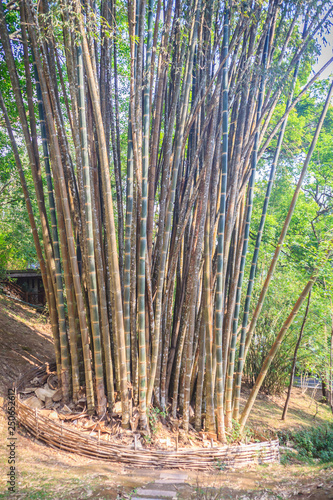 Giant bamboo tree trunks  Dendrocalamus giganteus   also known as dragon bamboo or giant bamboo  is a giant tropical and subtropical  dense-clumping species native to Southeast Asia.