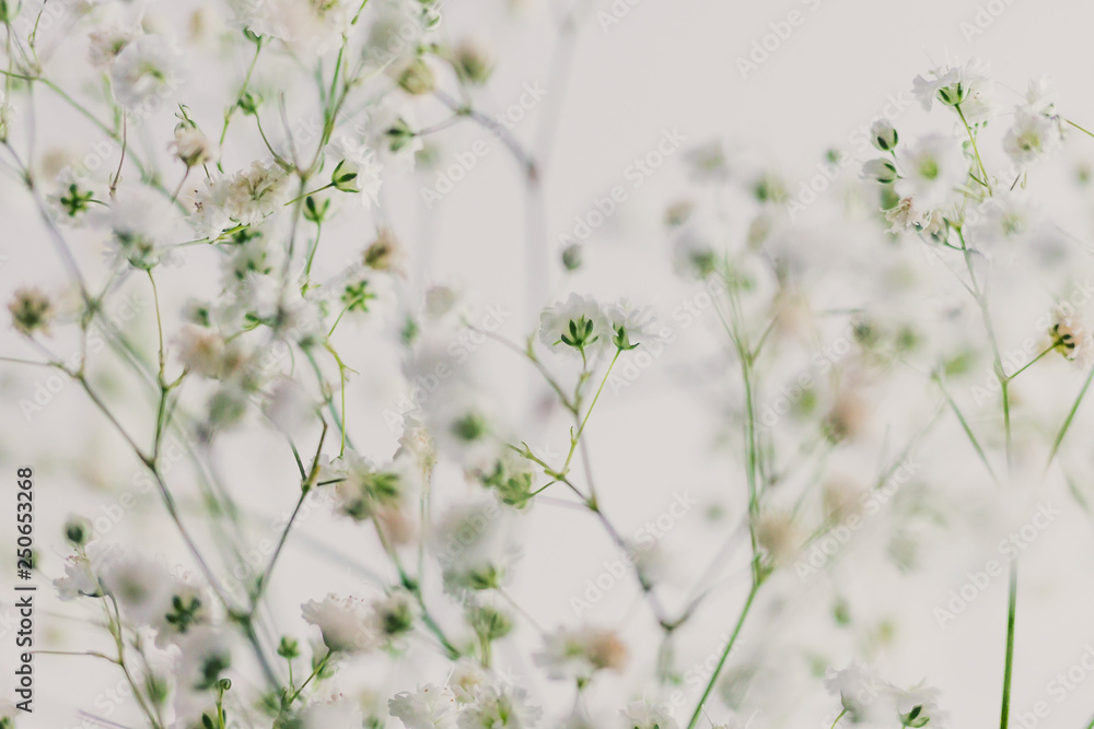 branches of baby breath flowers on white background