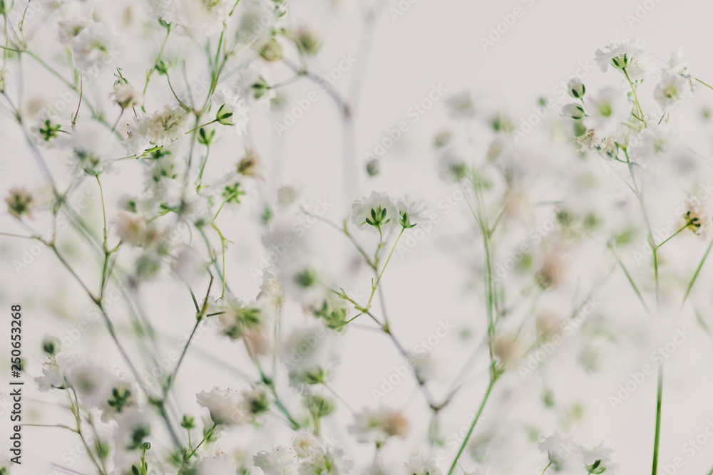 branches of baby breath flowers on white background branches of baby breath flowers on white background