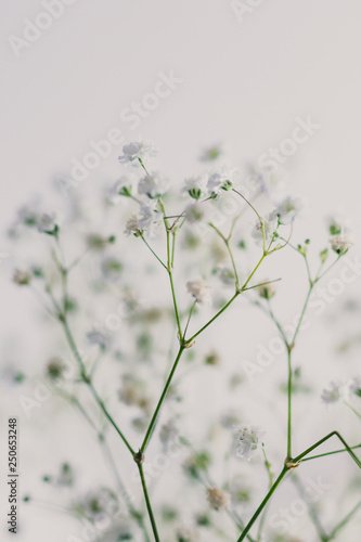 branches of baby breath flowers on white background