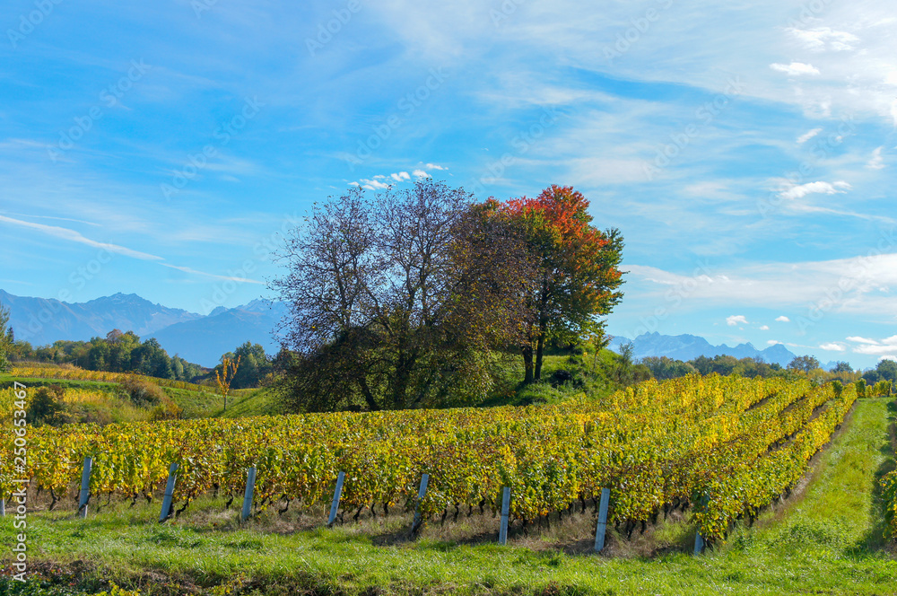 Fototapeta premium Viñedo verde en los alpes franceses