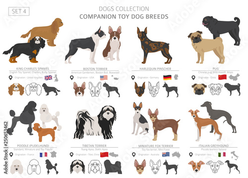 Companion and miniature toy dogs collection isolated on white. Flat style. Different color and country of origin