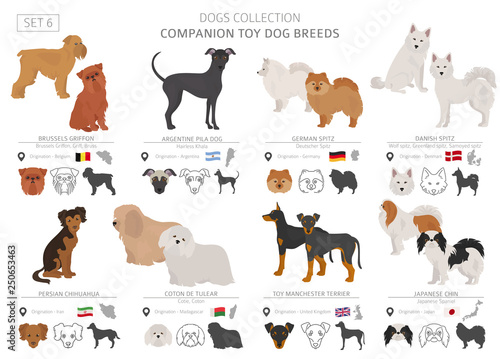 Companion and miniature toy dogs collection isolated on white. Flat style. Different color and country of origin