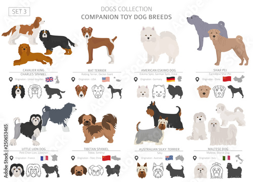 Companion and miniature toy dogs collection isolated on white. Flat style. Different color and country of origin