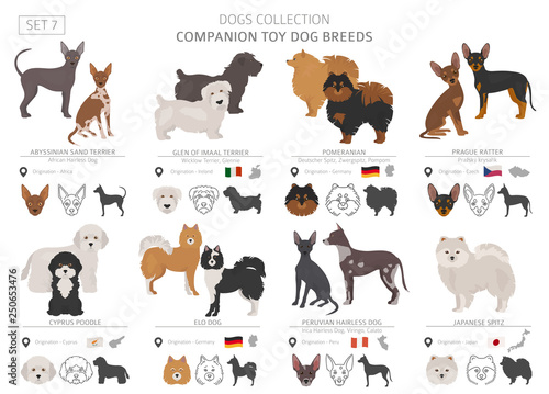 Companion and miniature toy dogs collection isolated on white. Flat style. Different color and country of origin