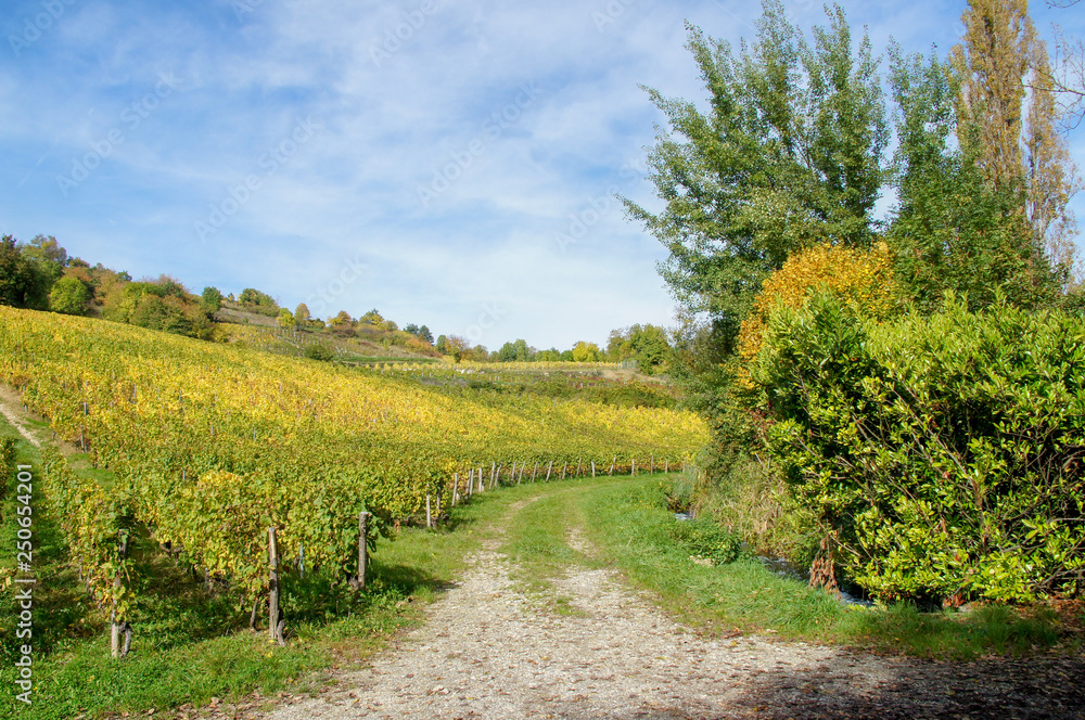 Naklejka premium Viñedo en medio de los alpes franceses