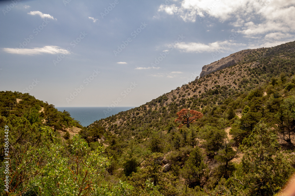 Landscape of mountain slopes overgrown with juniper against the background of the sea, Crimea.