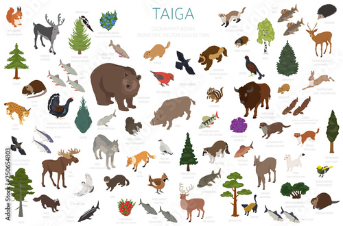 Taiga biome, boreal snow forest 3d isometry design. Terrestrial ecosystem world map. Animals, birds, fish and plants infographic element