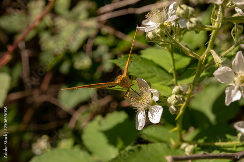 Butterfly on flowering bush (heath fritillary) © ALTER MIND