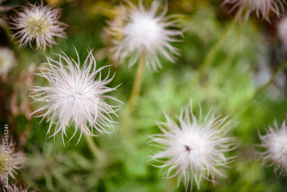 White blooming dandelion macro White blooming dandelion macro