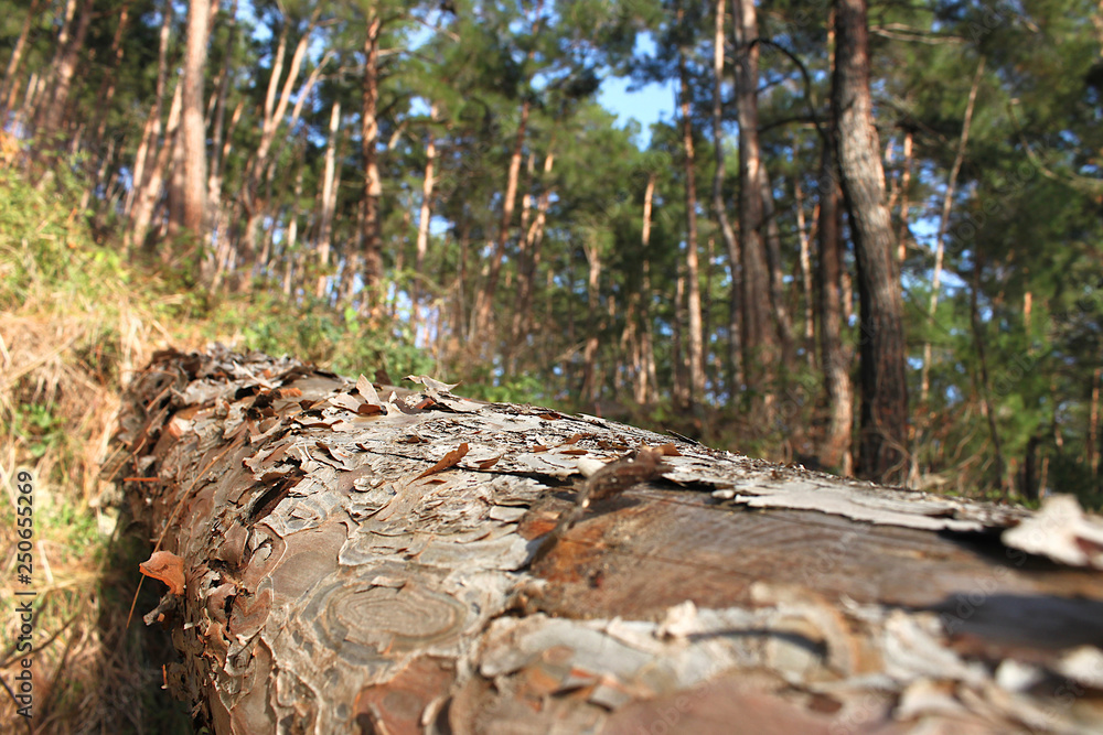 Fototapeta premium Tree trunk in the forest