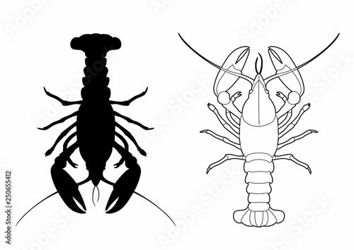 Shadow of a lobster