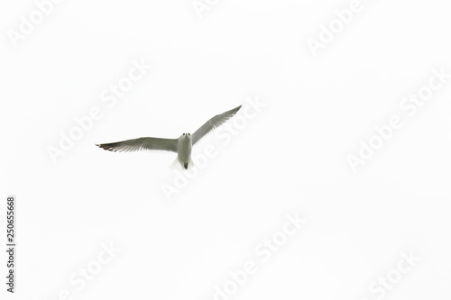 Flying seagull in the sky. White background