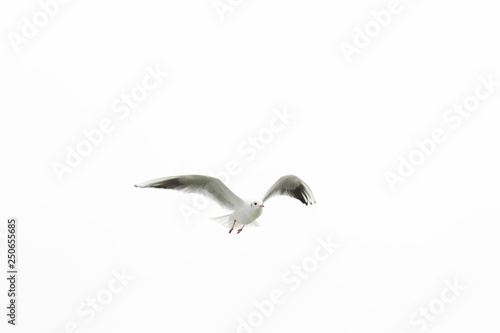 Seagull in the sky. White background. Flying birds
