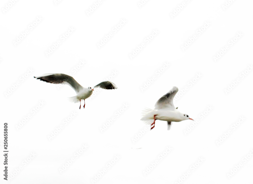 Fototapeta premium Seagull in the sky. White background. Flying birds