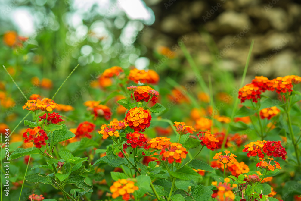 Lantana camara red and orange flowers background Lantana camara red and orange flowers background