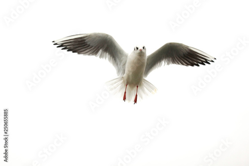 Flying bird in the white sky. Beautiful seagull.