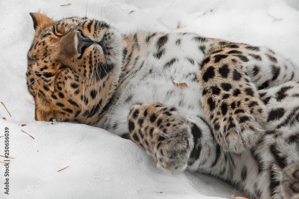 Amur leopard sleeps (rests) in the snow, the animal comfortably collapsed and relaxed, Amur leopard sleeps (rests) in the snow, the animal comfortably collapsed and relaxed,