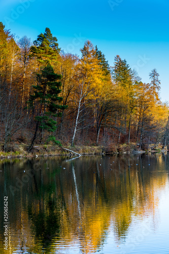 Different colored trees in autumn season reflected by silent lake water at sunset