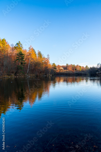 Fototapeta Naklejka Na Ścianę i Meble -  Warm sunset light on autumn style forest alongside lake water