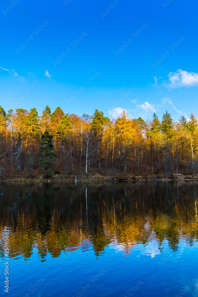 Autumn forest trees reflected by silent water