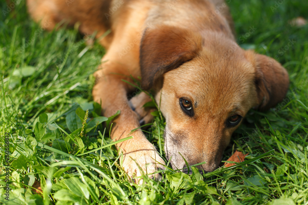 dog lying on the grass