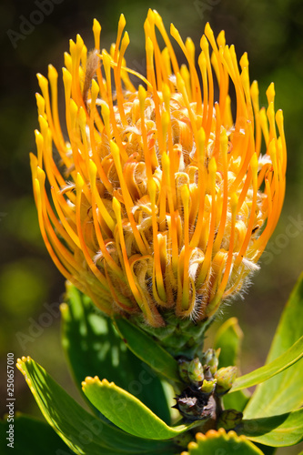 фотографія Close up of Yellow pincushion flower in bloom, of the protea family