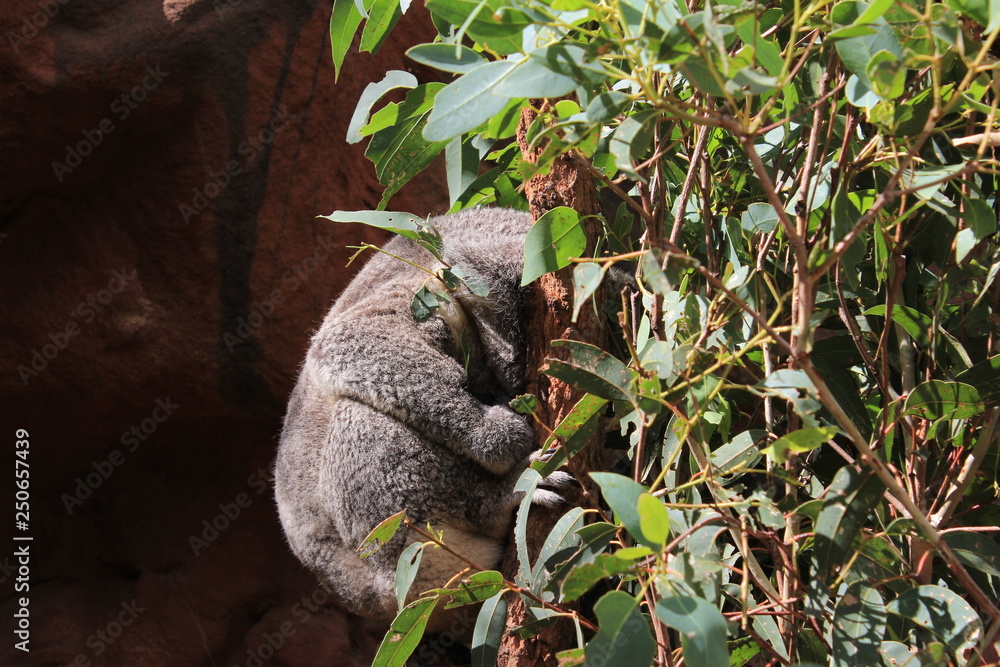 Fototapeta premium koala in tree
