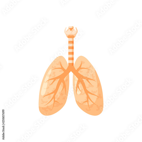 Human lungs vector icon in flat style