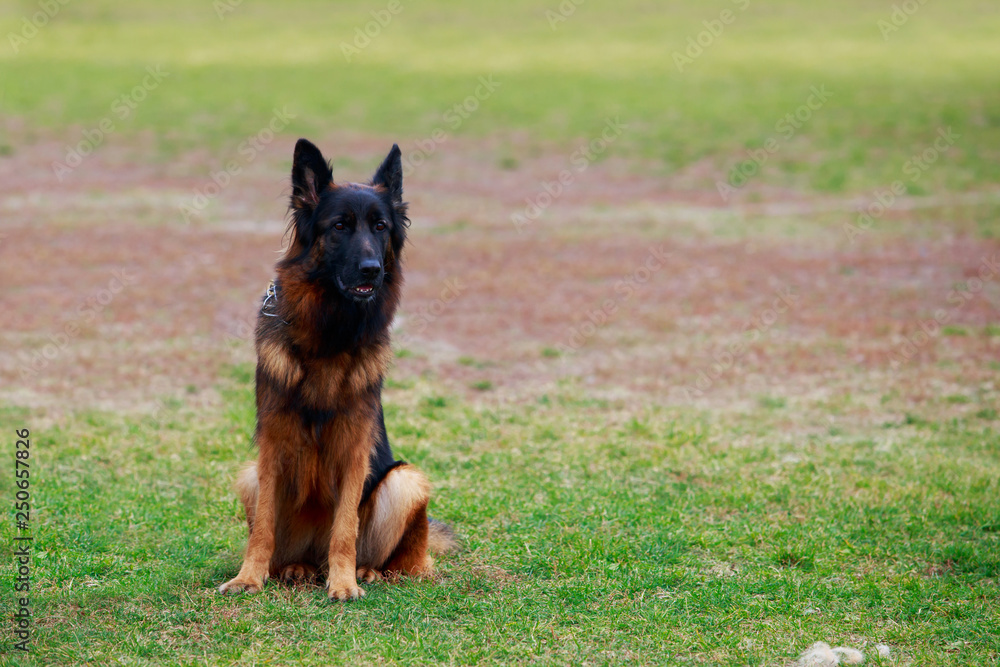 Dog breed German Shepherd