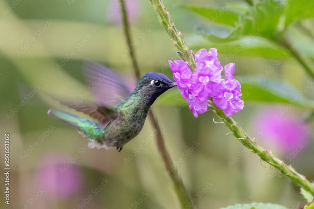Fototapeta premium Blue hummingbird Violet Sabrewing flying next to beautiful red flower. Tinny bird fly in jungle. Wildlife in tropic Costa Rica. Two bird sucking nectar from bloom in the forest. Bird behaviour