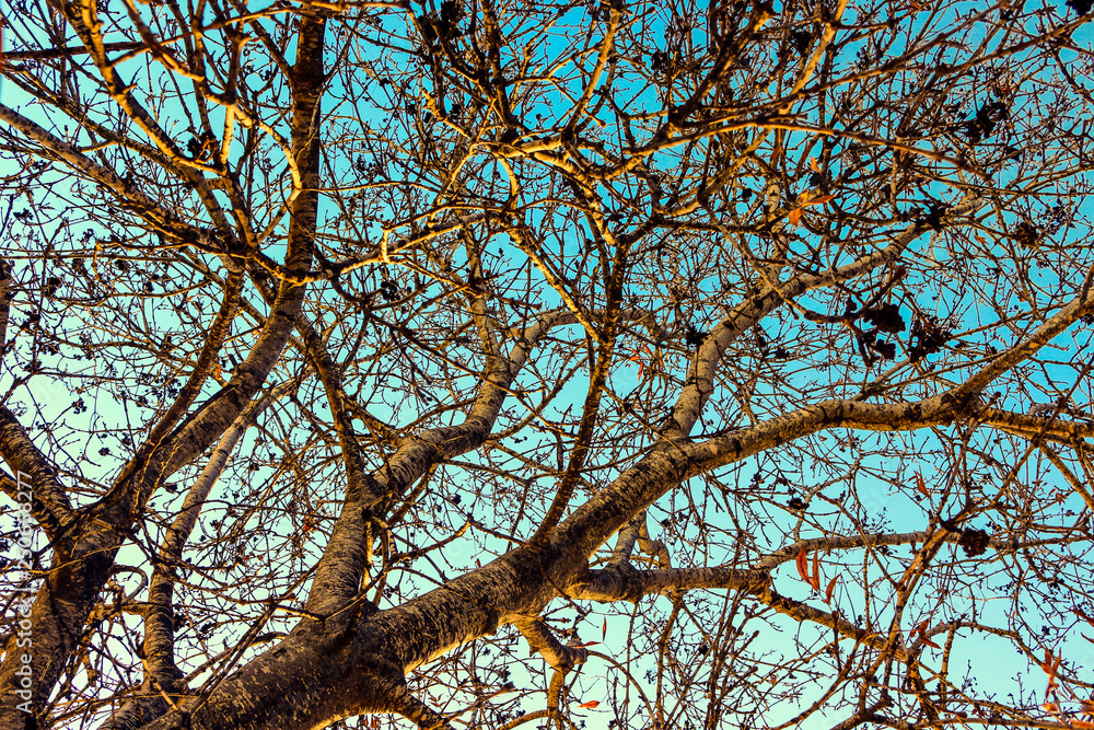 Tree Tree