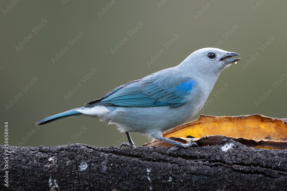 Fototapeta premium Shining Honeycreeper, Cyanerpes lucidus, exotic tropical blue bird with yellow legs from Costa Rica. Blue songbird in the nature habitat. Tanager from South America