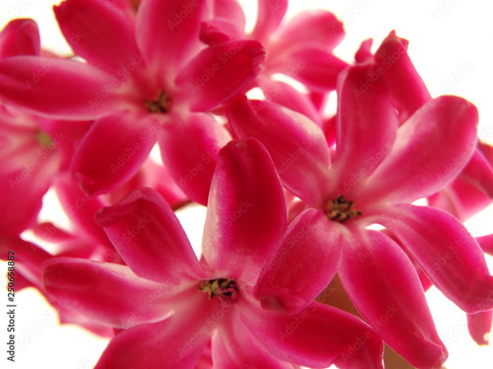 Close View of a Pink Hyacinth Blossom