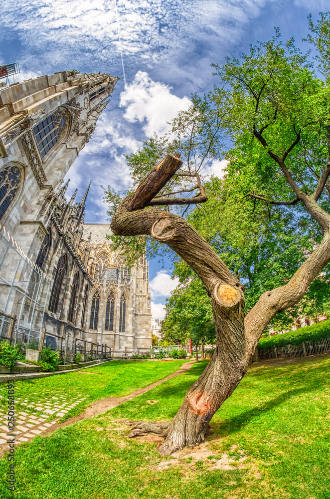 Beautiful trees in a city park, summer season