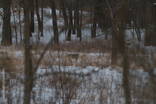 Deer in woods