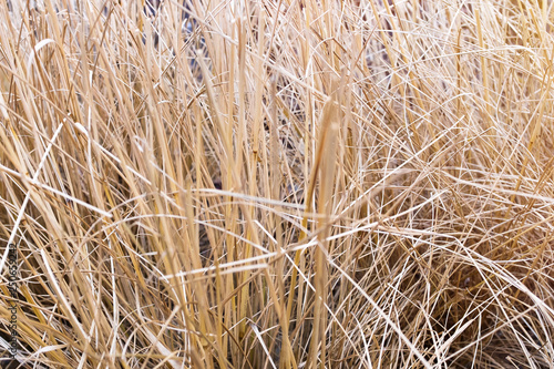 Dry grass  abstract background  high straw  texture