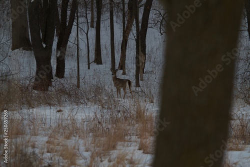 Deer in woods