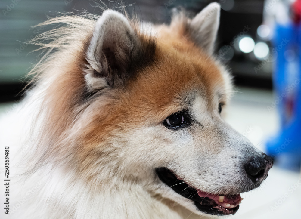 The dog looking something with wonder eyes.big eye and black nose,blurry light around