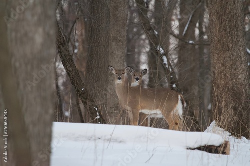 Two Deer in Woods