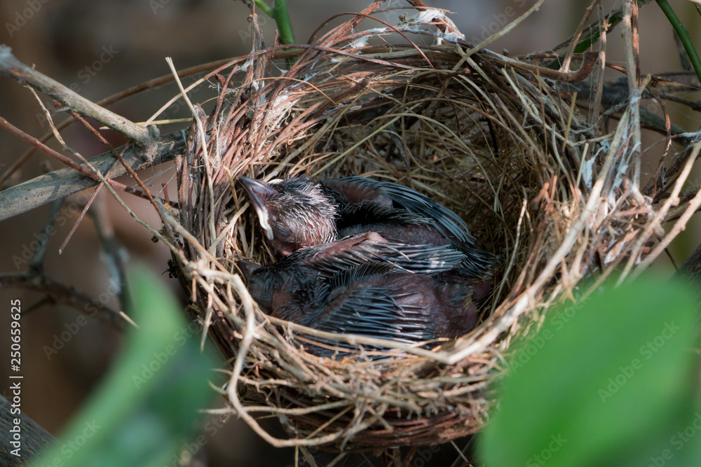 Little birds on nest Little birds on nest