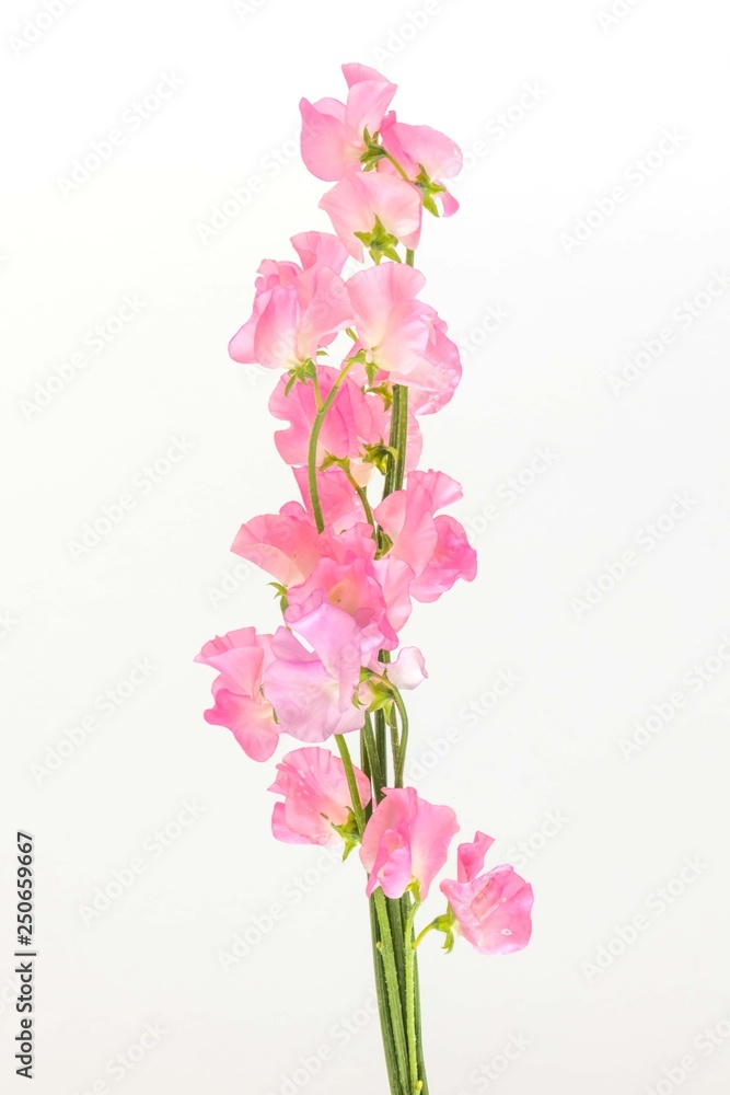 Fototapeta premium Bukiet kwiatów groszku