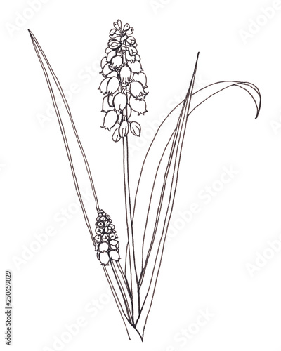 Simple line art hand drawn ink illustration with spring flower muscari isolated on white background photo